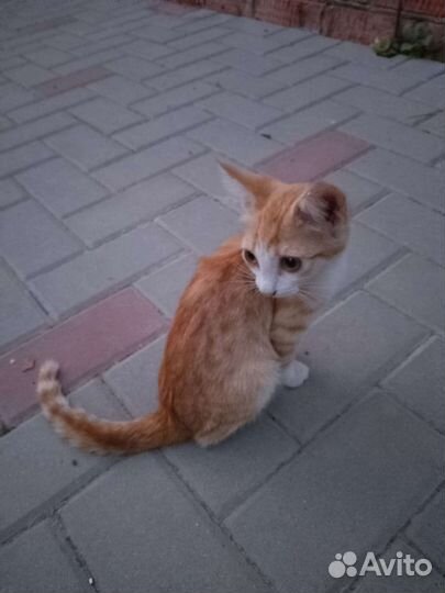 Котята