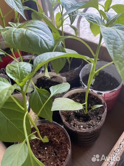 Рассада острых перцев