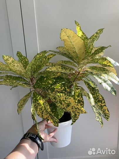 Кодиеум кротон