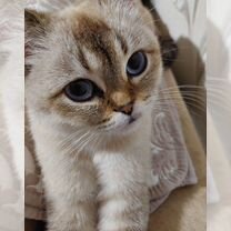 Шотландская прямоухая короткошёрстная кошка, взрослая