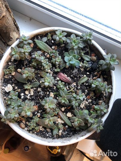 Суккуленты