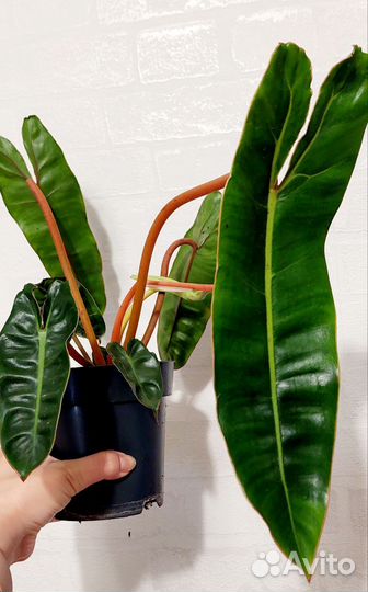 Филодендрон Биллитау