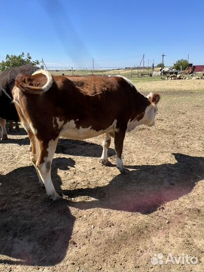 Продаются первотелки с телятами
