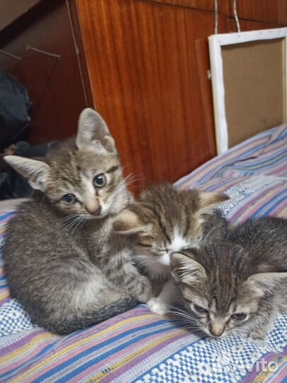 Кошки в добрые руки