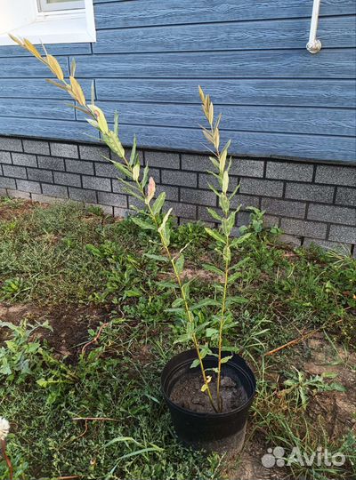 Ива хакуро нишики