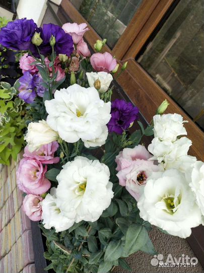 Эустома саженцы