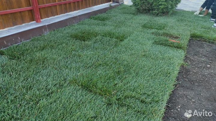Рулонный газон «Дачный»