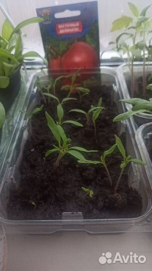 Рассада помидор