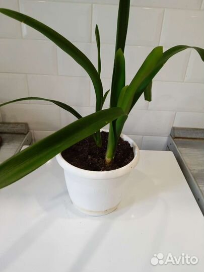 Кливия киноварная (C.miniata)