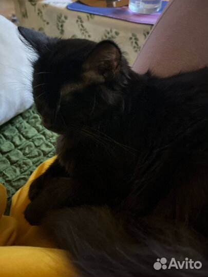 Кошка