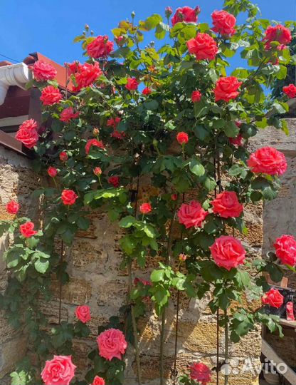Роза плетистая