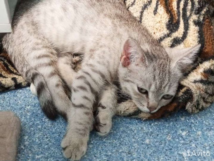 Котенок мальчик бесплатно