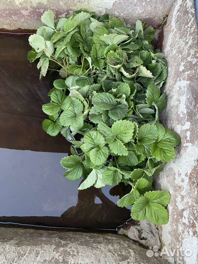 Усы клубники