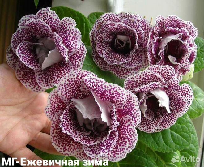 Лист глоксинии