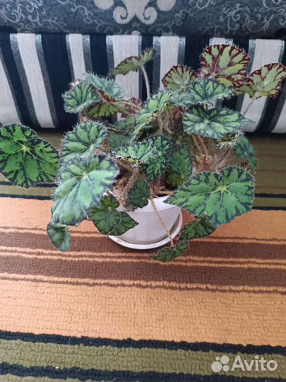 Бегония за шоколадку