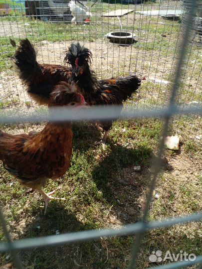 Куры несушки