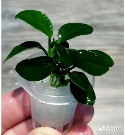 Анубиас нана пети Аквариумные растения