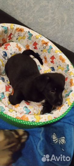 Щенки бесплатно