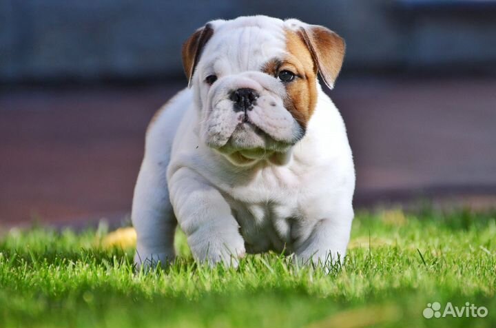 Щенки английского бульдога