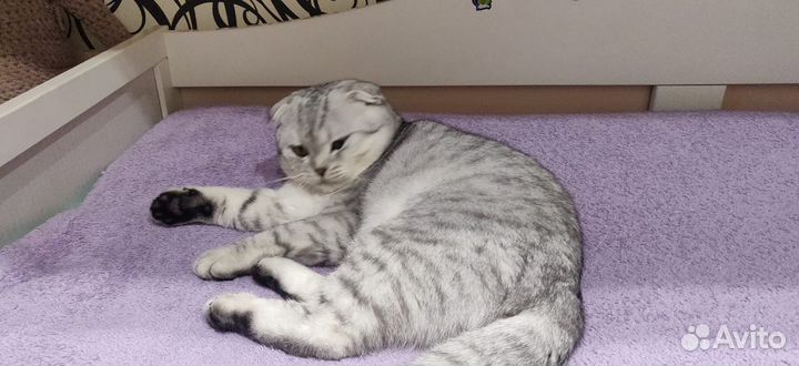 Шотландский кот вязка