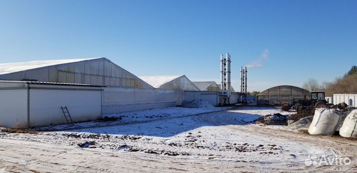 Тепличное хозяйство, теплица