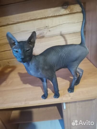 Котенок сфинкс