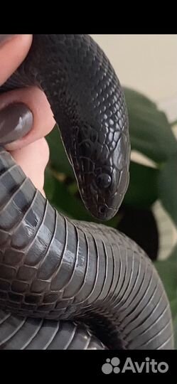 Змея negrita черная мексиканская королевская