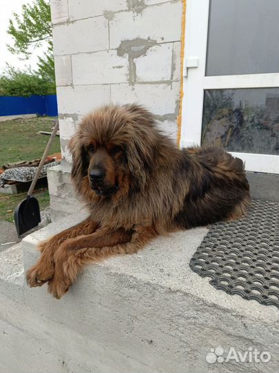 Тибетский мастиф