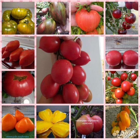 Семена помидор, огурцов капусты