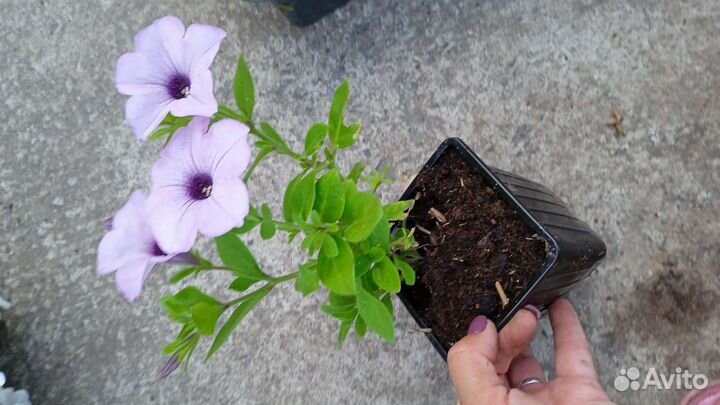 Петунии Тайделы