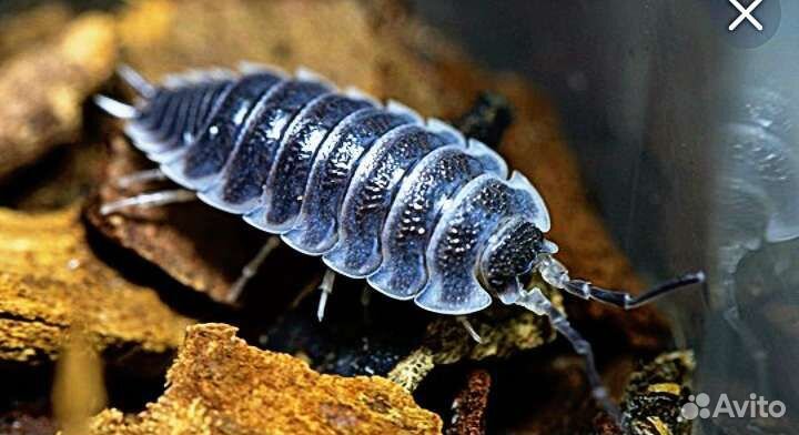 Корма(разные)для всех видов аквариумных обитателей