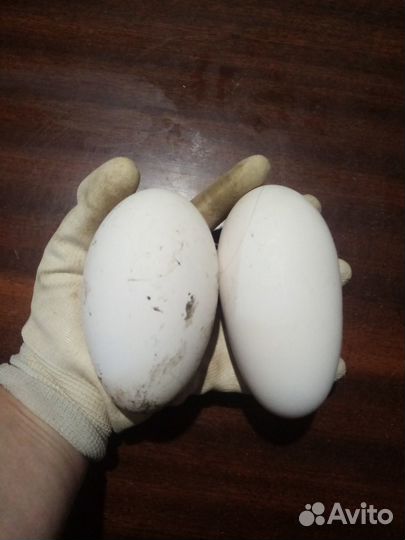 Гусиное инкубационное яйцо, гусята