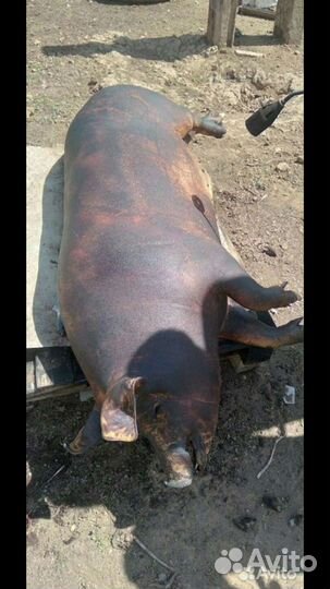 Свинина домашняя