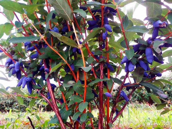 Саженцы жимолости