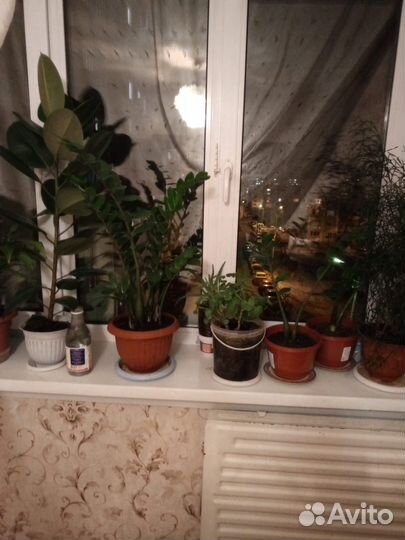 Замиокулькас