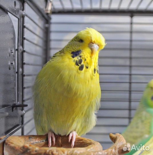 Волнистый попугай, ввп чехи