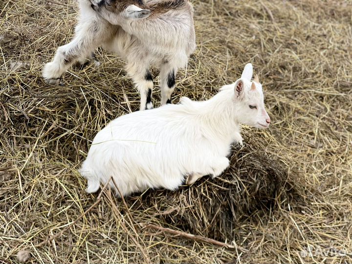 Козы дойные, козлы и козочки