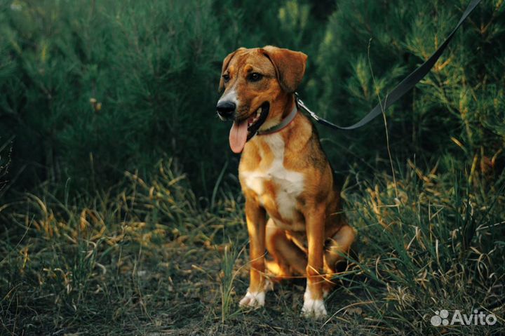 Собака в добрые руки