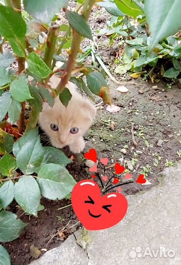 Котики, турецкий ванчик