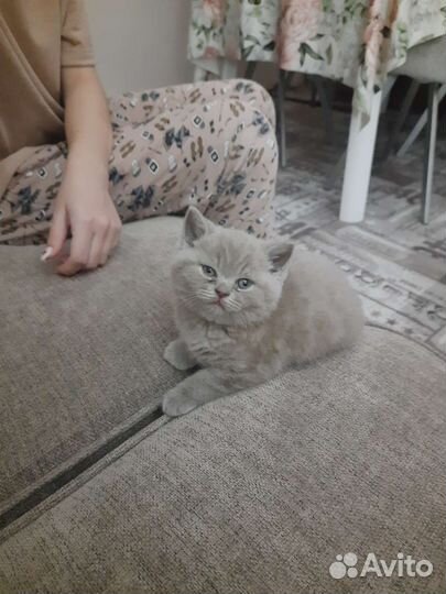 Британские котята