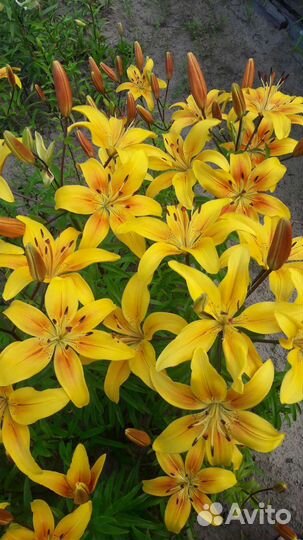 Лилии, лилейники