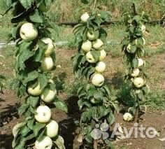 Саженцы яблонь с зкс