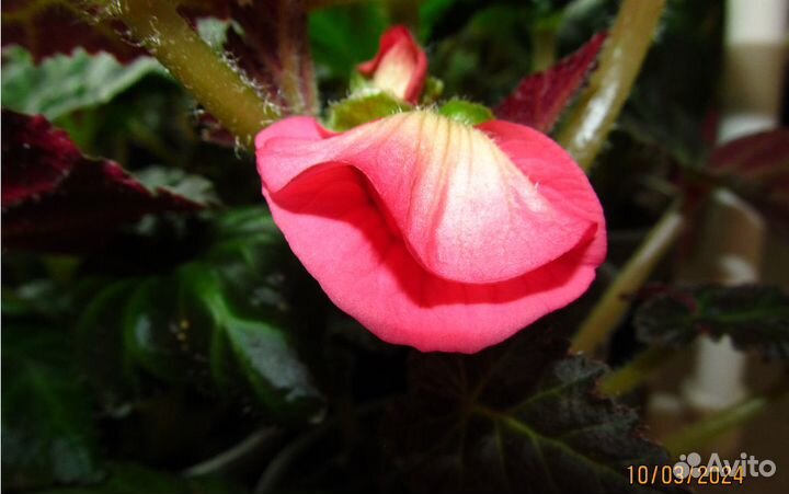 Рассада бегонии