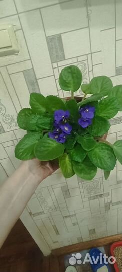 Комнатные цветы