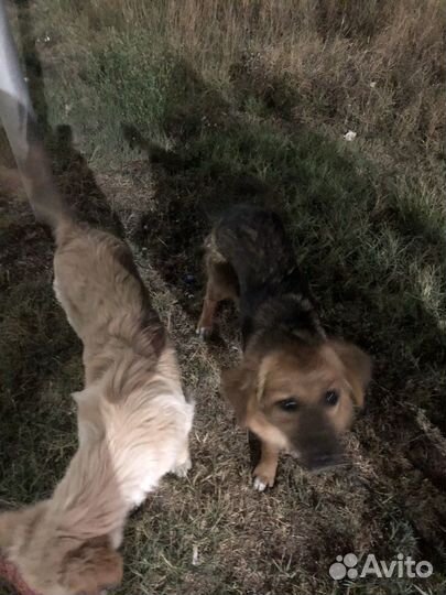 Бездобные собаки