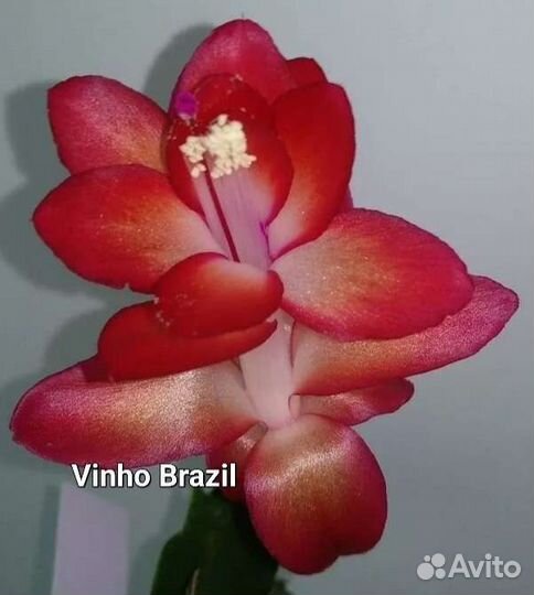 Шлюмбергеры сортовые 4