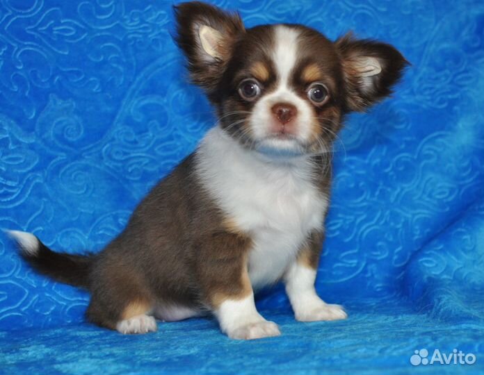 Самая красивая девочка