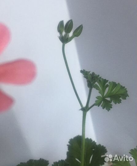 Комнатный цветок, герань, пеларгония