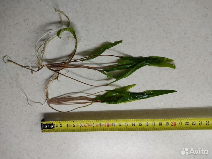 Аквариумная прополка