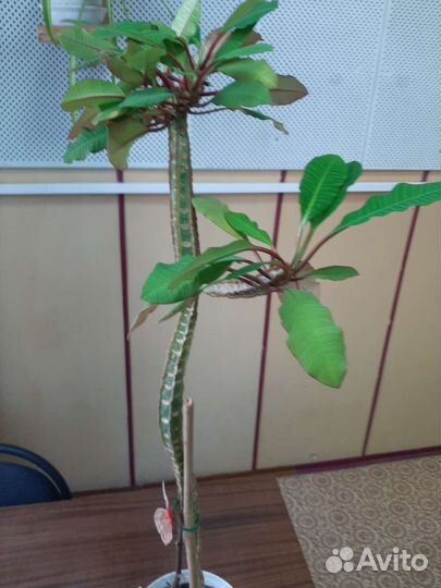 Молочай, толстянка. Кашпо